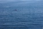 又有海豚