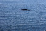 見到鯨魚了