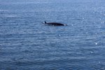見到鯨魚了