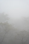 雲洞山莊後山的霧景