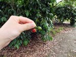 紅綠咖啡果實