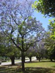 Jacaranda tree with beautiful purple flowers