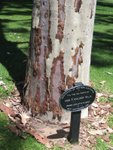 A tree planted on 29 Sep 1929