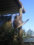 Sleeping koala in Caversham Wildlife Park