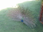 A peacock welcomes you!