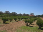 grapes for red wine