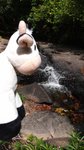 牛飲水