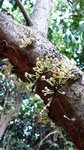 樹生花