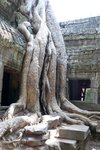粗壯的樹根緊緊抓著幾近倒塌的寺廟, 就像大怪獸擒住獵物