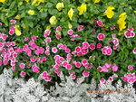 DSCN0366