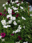 DSCN0373