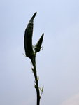 DSC00679