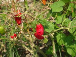 DSC00688