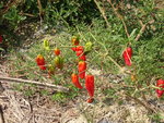 DSC00691