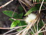 SK090449