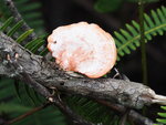 SK090499
