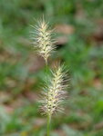 PSKM0982