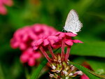 P4260781