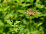 P1050975