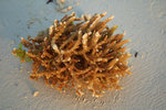 36. Alona Kew White Beach - 珊瑚