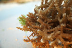 37. Alona Kew White Beach - 珊瑚