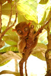 105. Bohol Island - 再看眼鏡猴