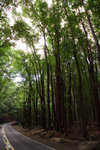 84. Bohol Island - Rain Forest