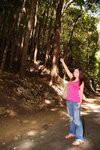 85. Bohol Island - Rain Forest