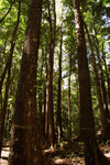 87. Bohol Island - Rain Forest