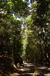 88. Bohol Island - Rain Forest