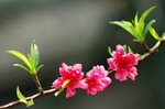 SK2_5240
