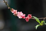 SK2_5243