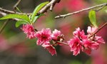 SK2_5247