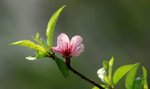 SK2_5258
