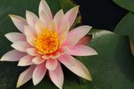 SK2_5296