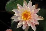 SK2_5299
