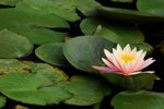 SK2_5305
