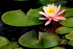 SK2_5309