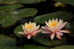 SK2_5310