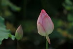 SK2_3086