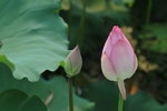 SK2_3091