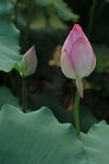 SK2_3093