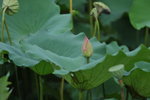 SK2_3095
