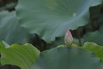 SK2_3096