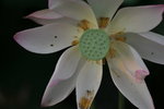 SK2_3105