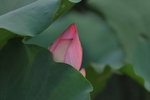 SK2_3109