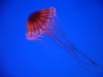 jellyfish03