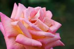 IMG_3198