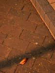 IMG_3294