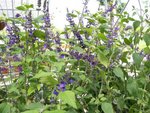 FanlingLavender13